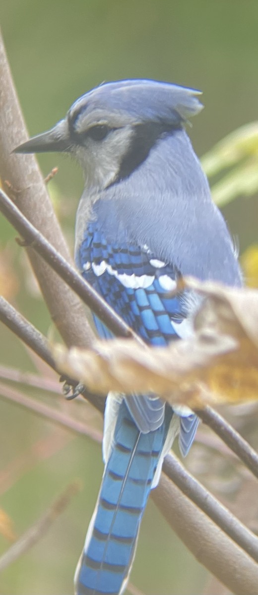 Geai bleu - ML643817554