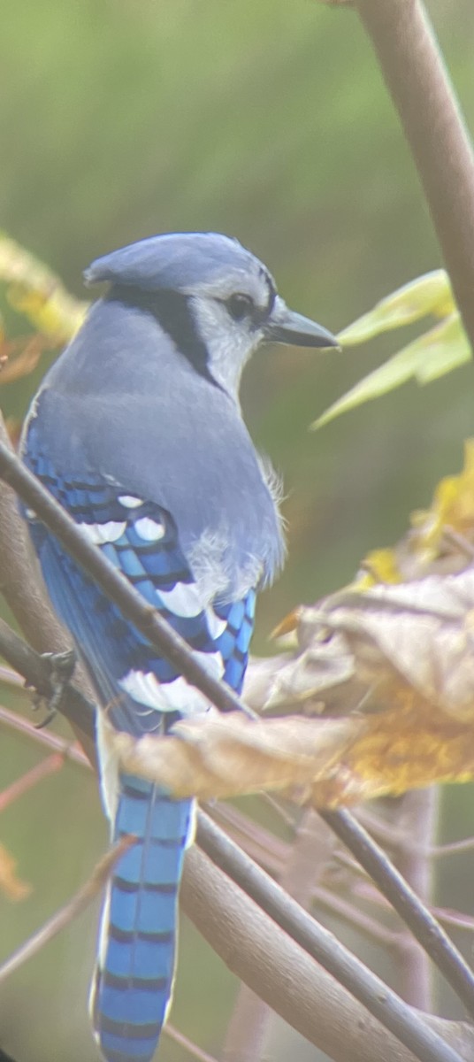 Geai bleu - ML643817555