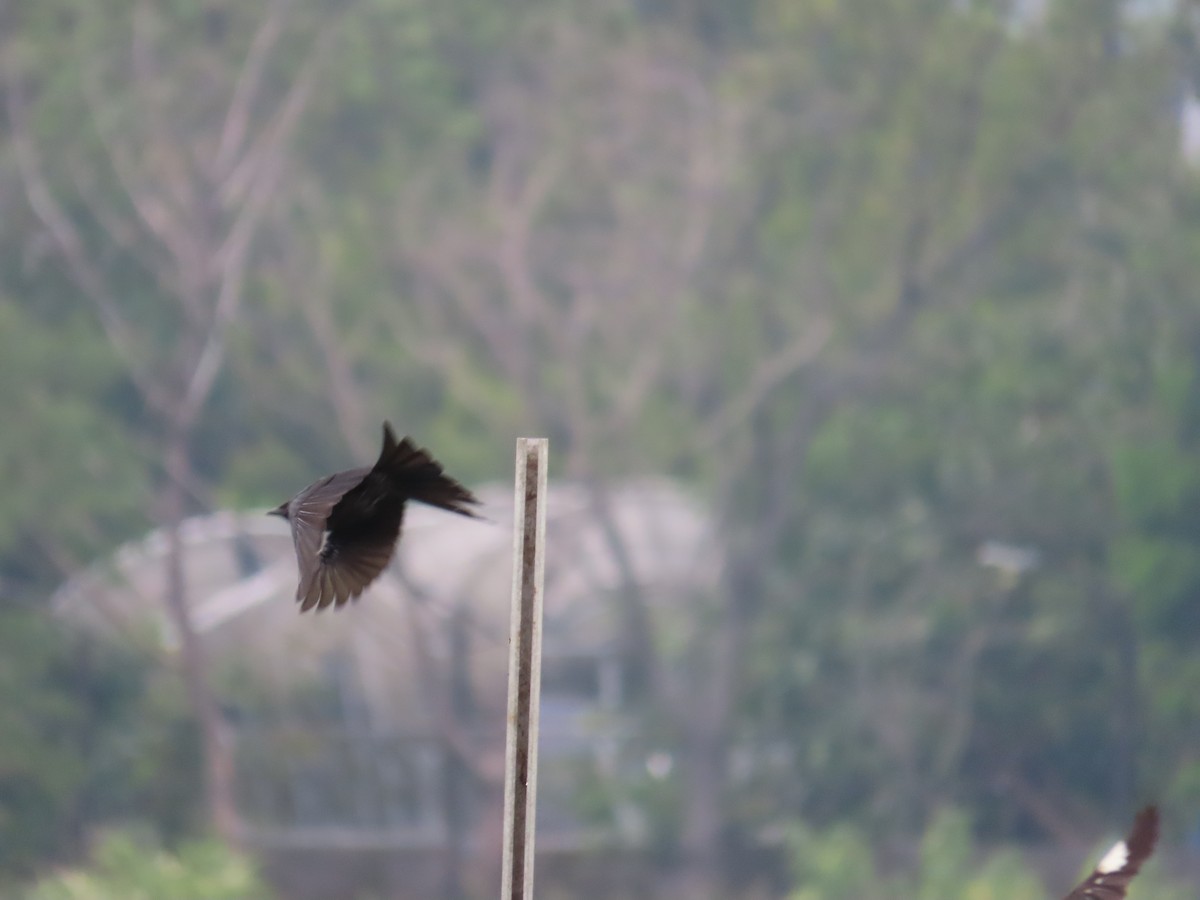 Black Drongo - ML643817556