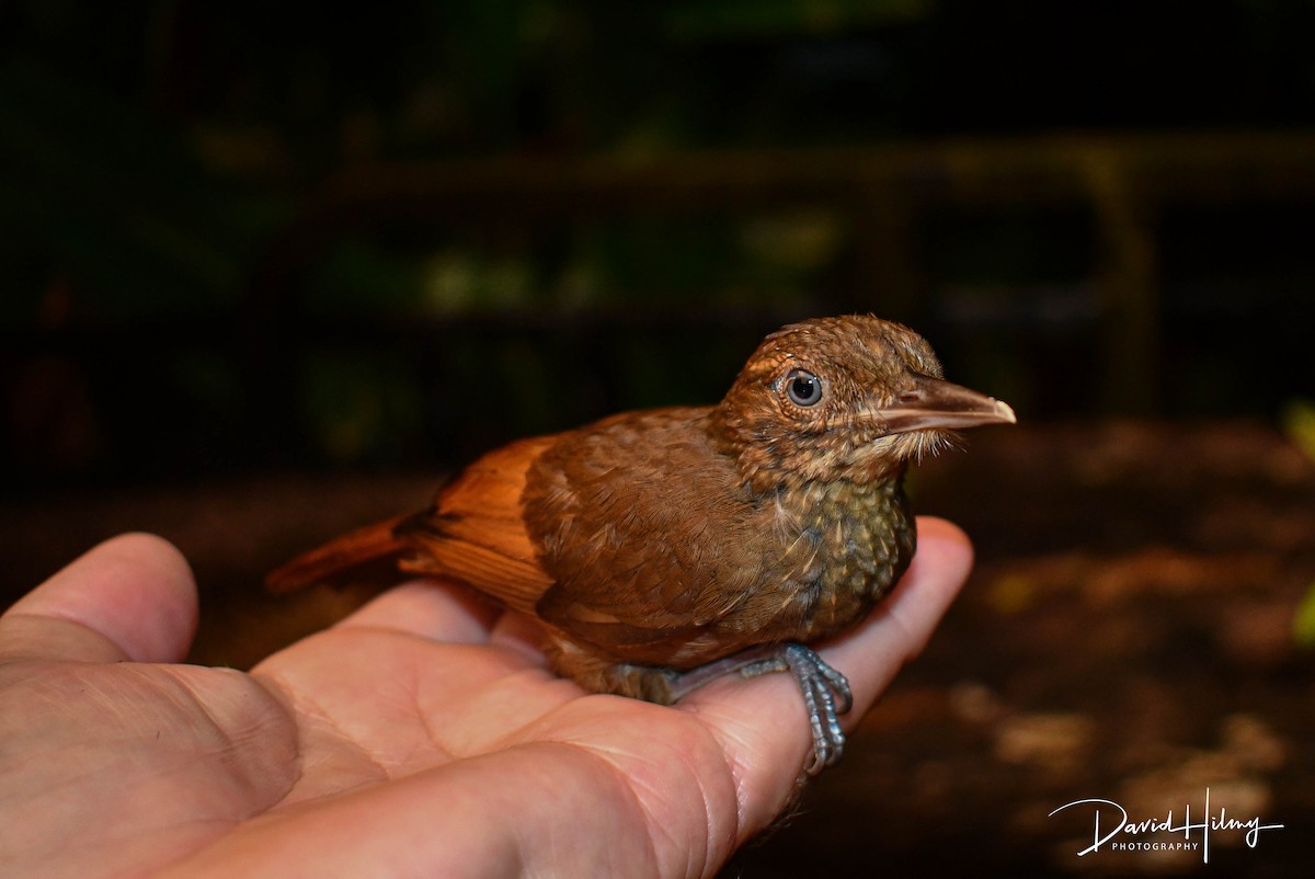 Tawny-winged Woodcreeper - ML643817558