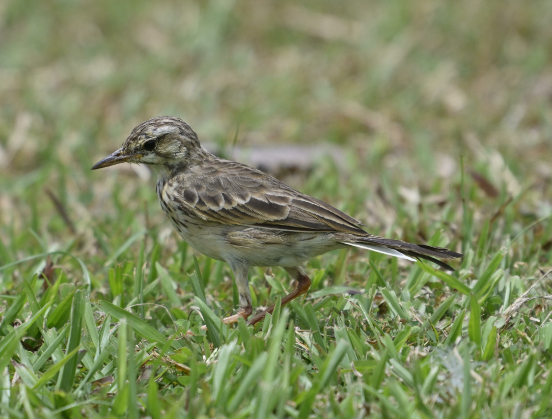Pipit rousset - ML643817561