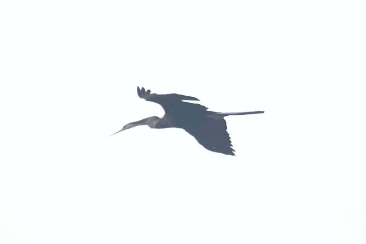 Oriental Darter - ML643817564