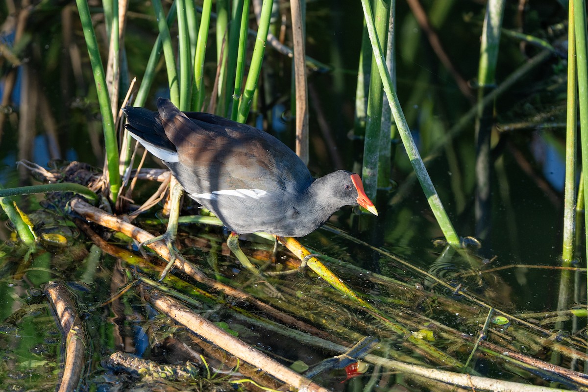 Common Gallinule - ML643817568