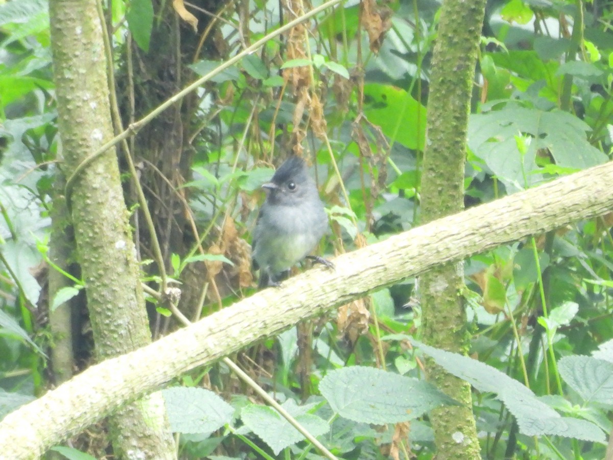 White-bellied Crested Flycatcher - ML643817578