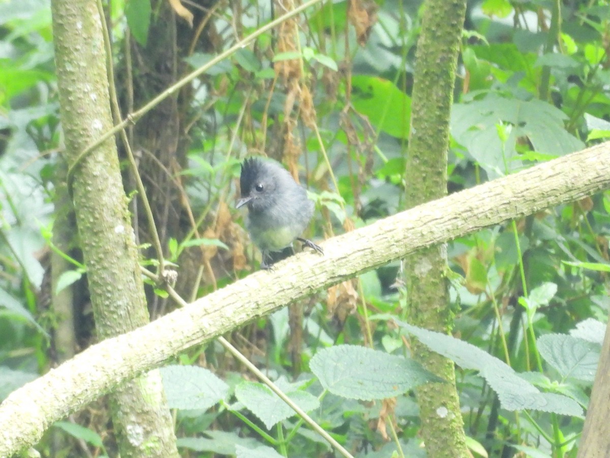 White-bellied Crested Flycatcher - ML643817579