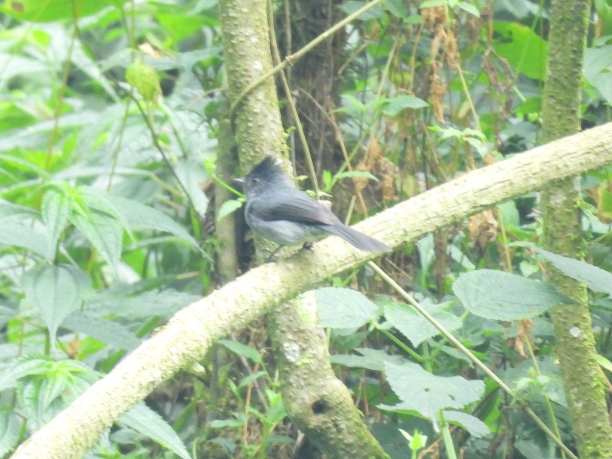 White-bellied Crested Flycatcher - ML643817581
