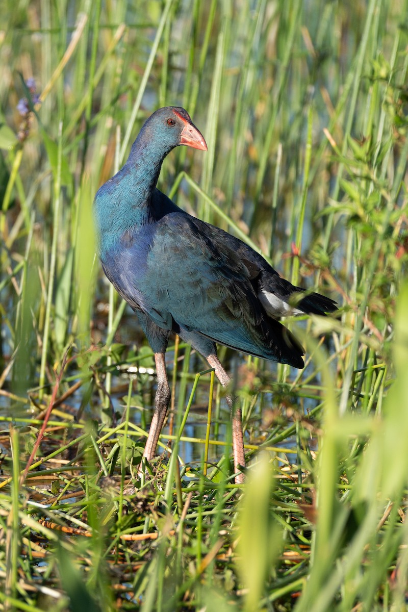 Gray-headed Swamphen - ML643817592