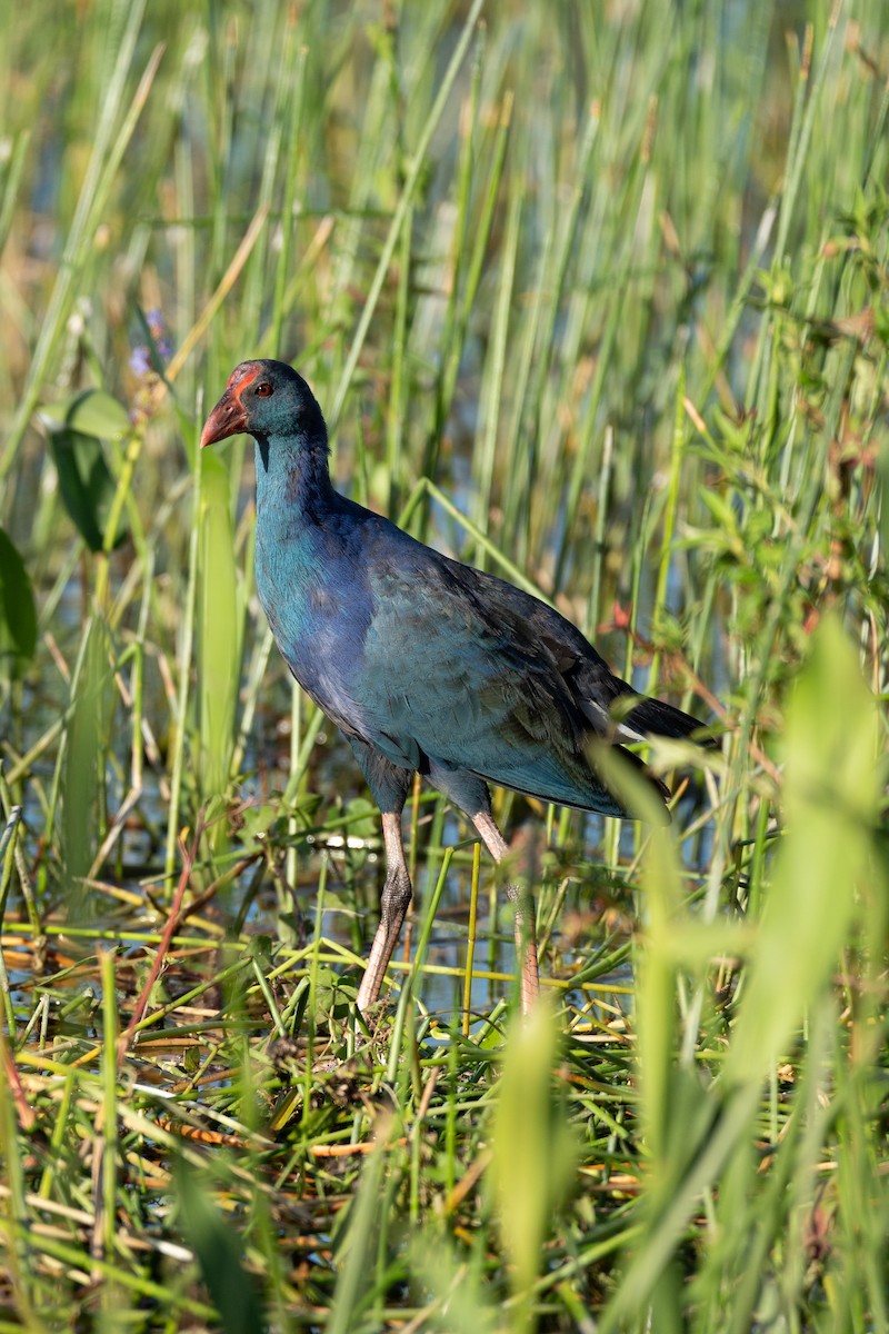 Gray-headed Swamphen - ML643817593