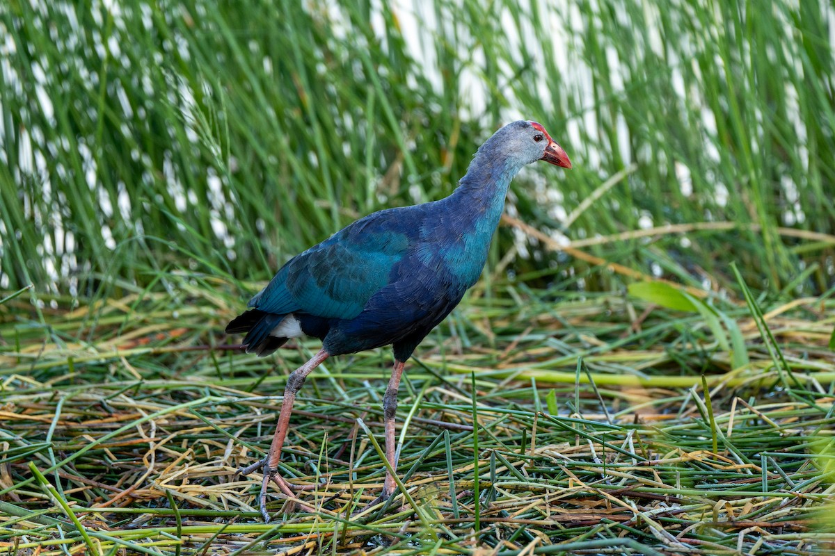 Gray-headed Swamphen - ML643817597