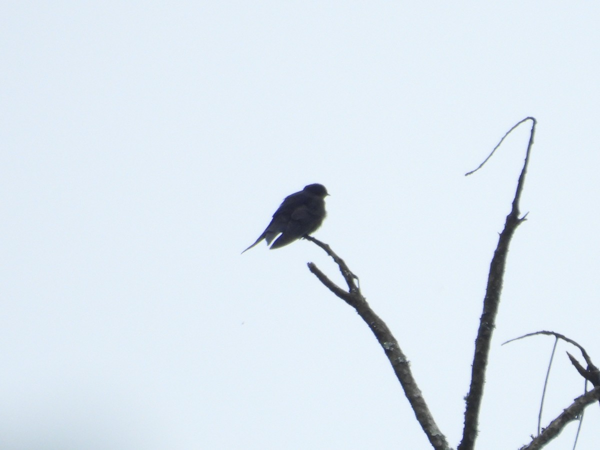 Black Sawwing - ML643817598