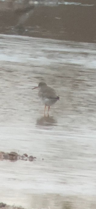 Common Redshank - ML643817607
