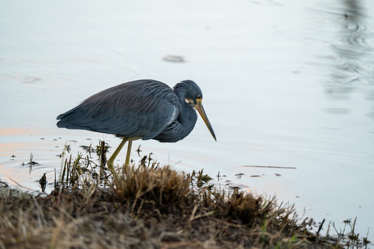 Tricolored Heron - ML643817624