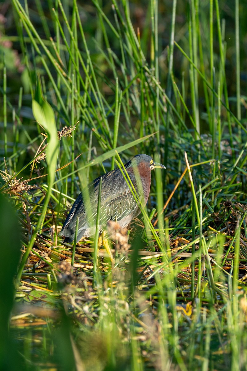 Green Heron - ML643817628