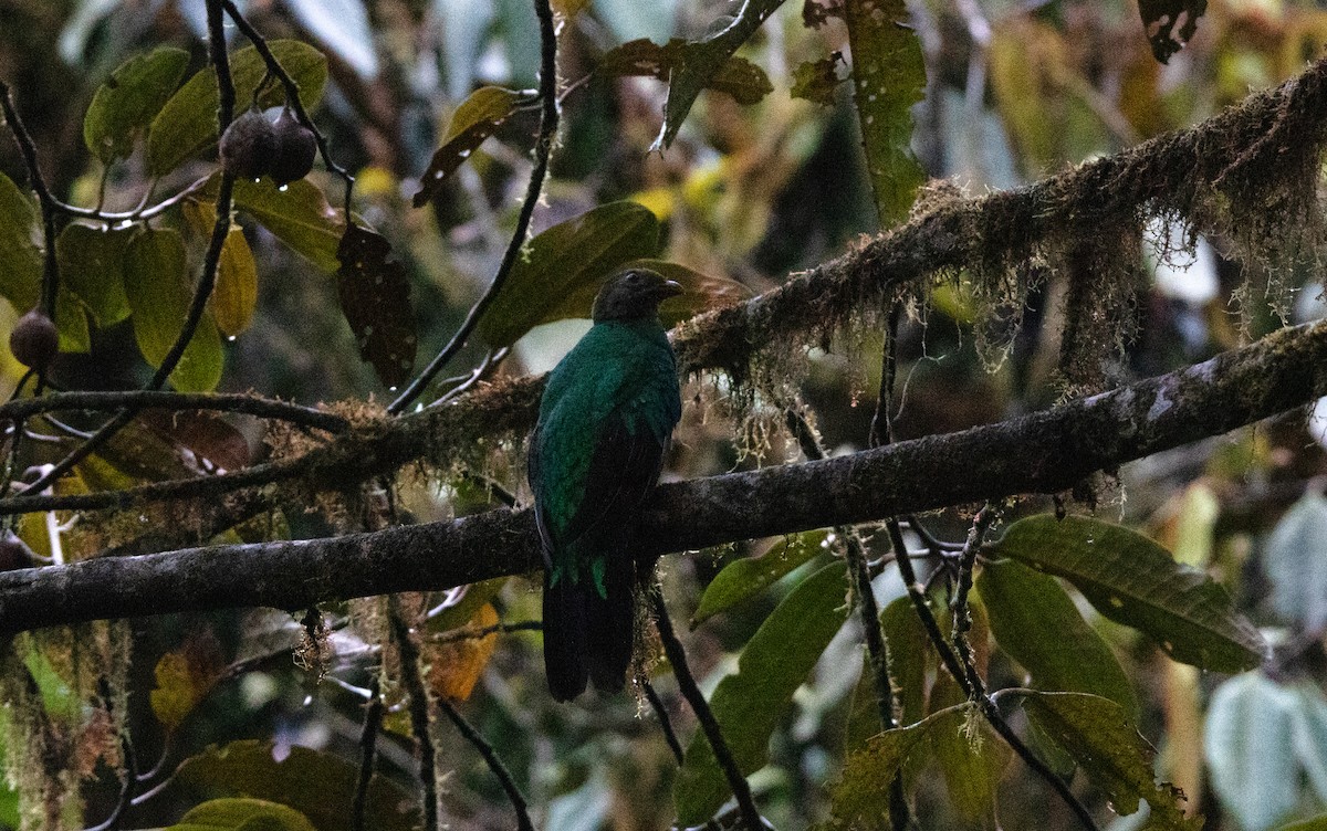 Golden-headed Quetzal - ML643817634