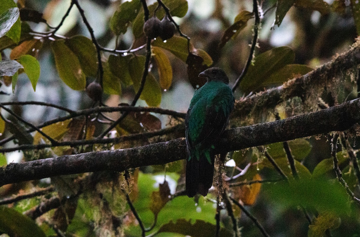 Golden-headed Quetzal - ML643817635