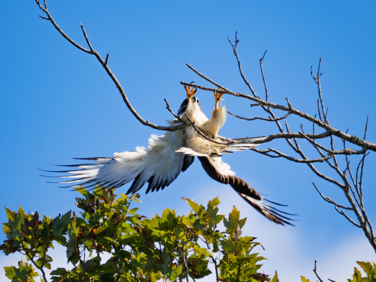 Kurzschwanzbussard - ML643817643