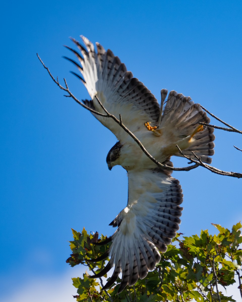 Kurzschwanzbussard - ML643817644