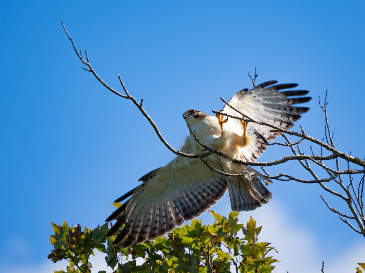 Kurzschwanzbussard - ML643817645