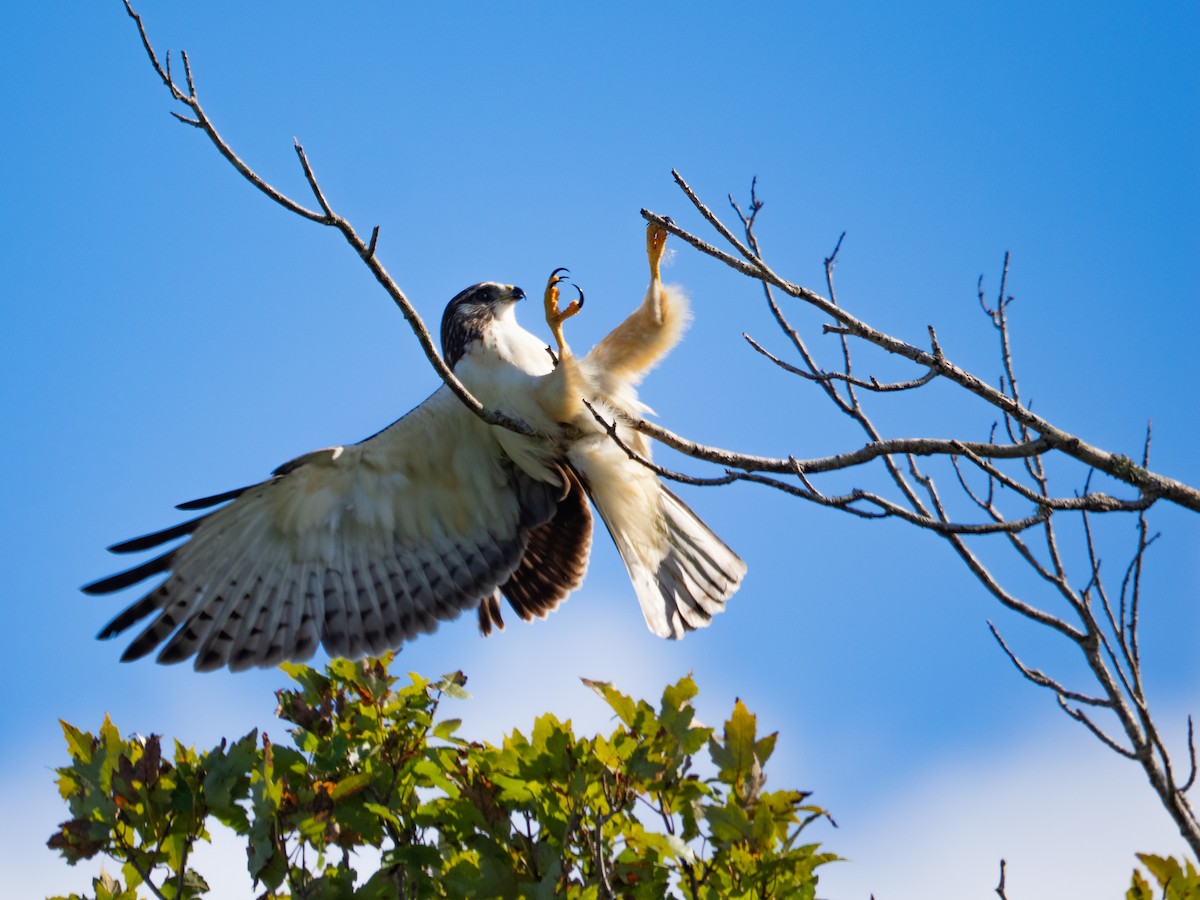 Kurzschwanzbussard - ML643817646