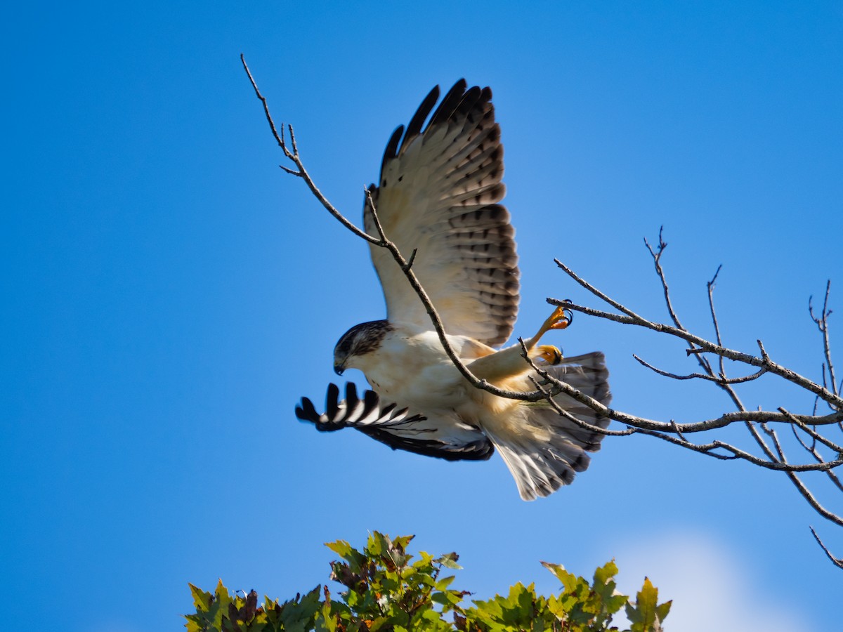 Kurzschwanzbussard - ML643817647