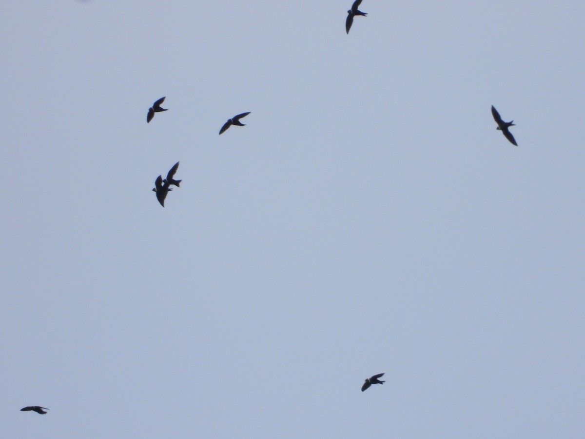 White-collared Swift - ML643817653