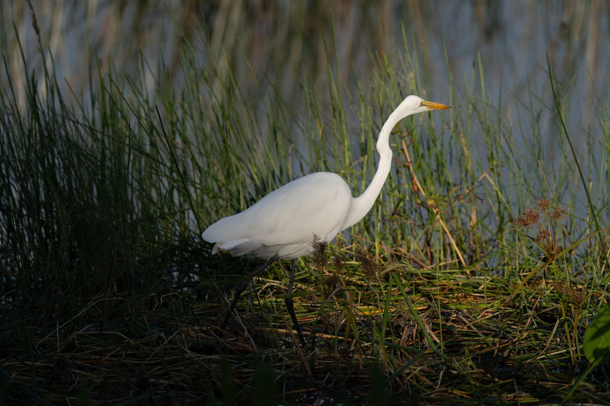 Great Egret - ML643817657