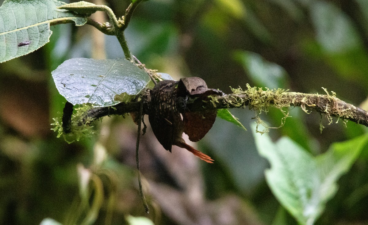 Spotted Barbtail - ML643817659