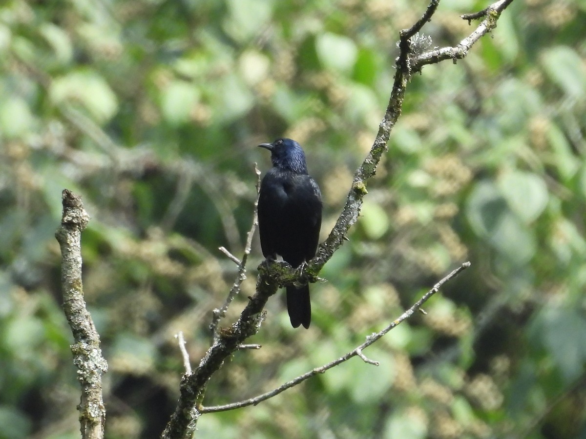 Waller's Starling (Albertine) - ML643817663