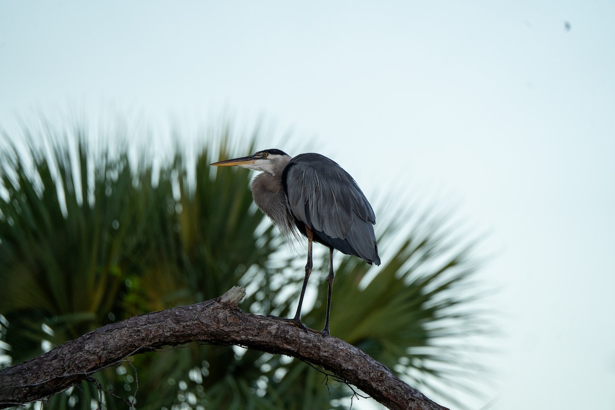Great Blue Heron - ML643817674