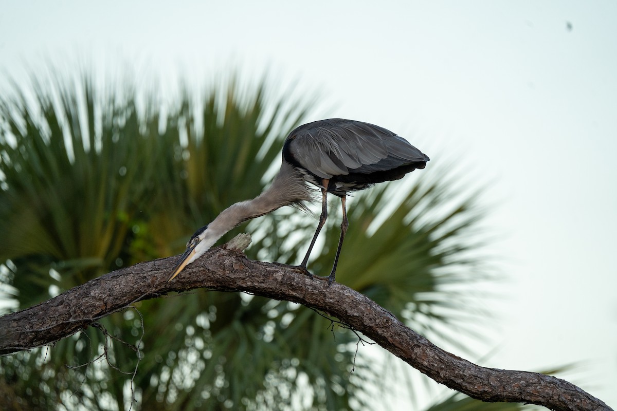Great Blue Heron - ML643817675