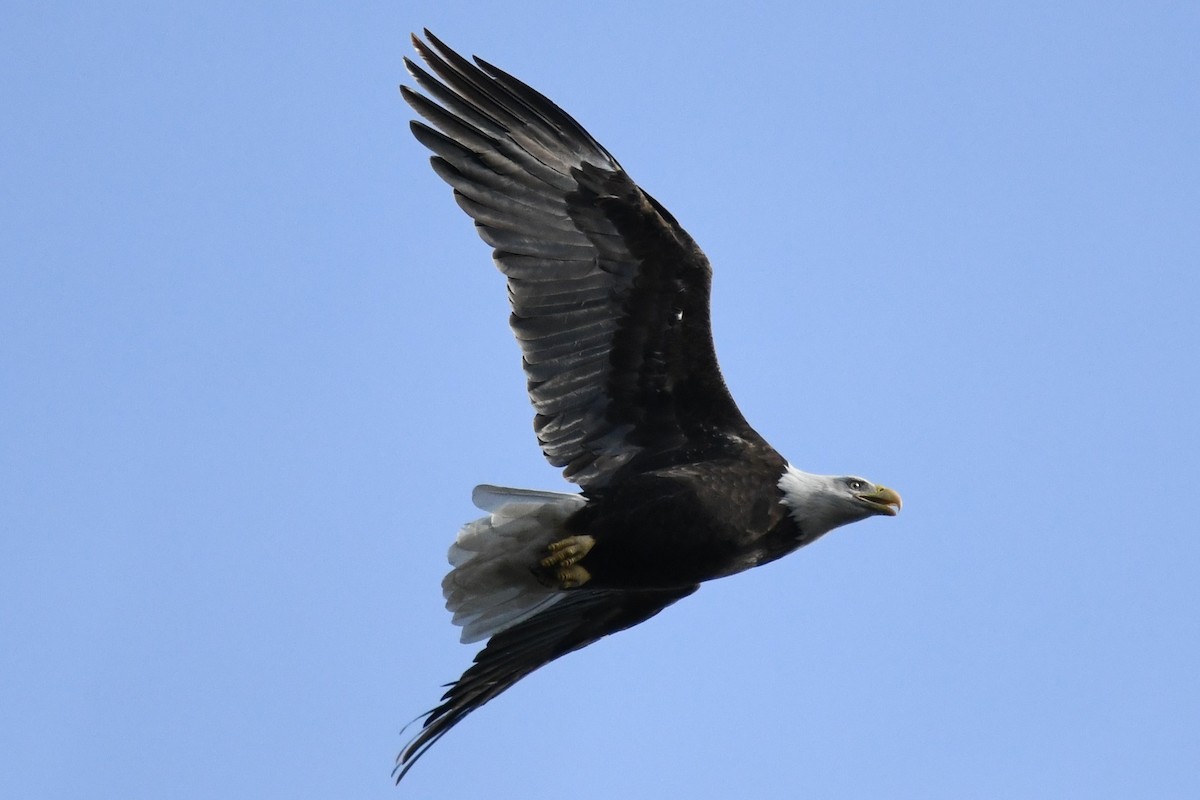 Ak Başlı Kartal - ML643817680