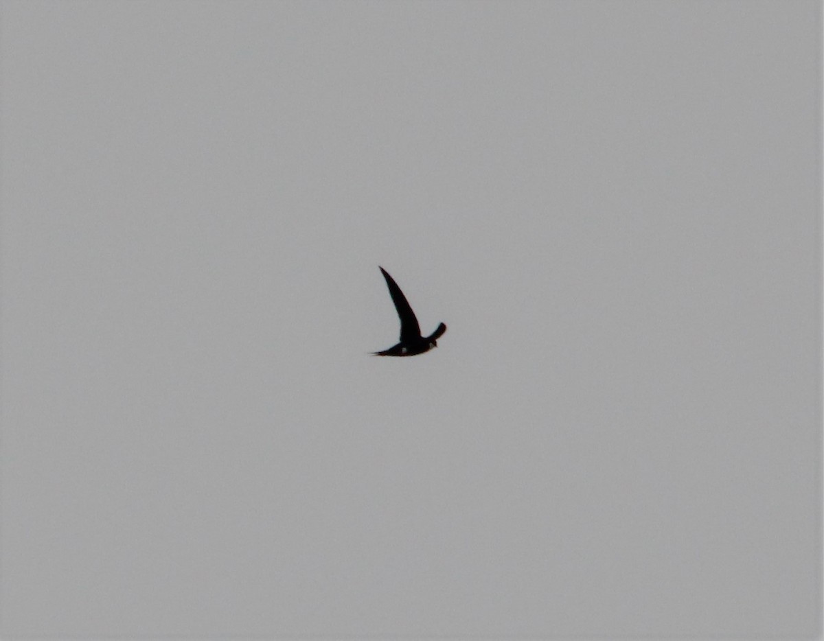 Lesser Swallow-tailed Swift - ML643817686