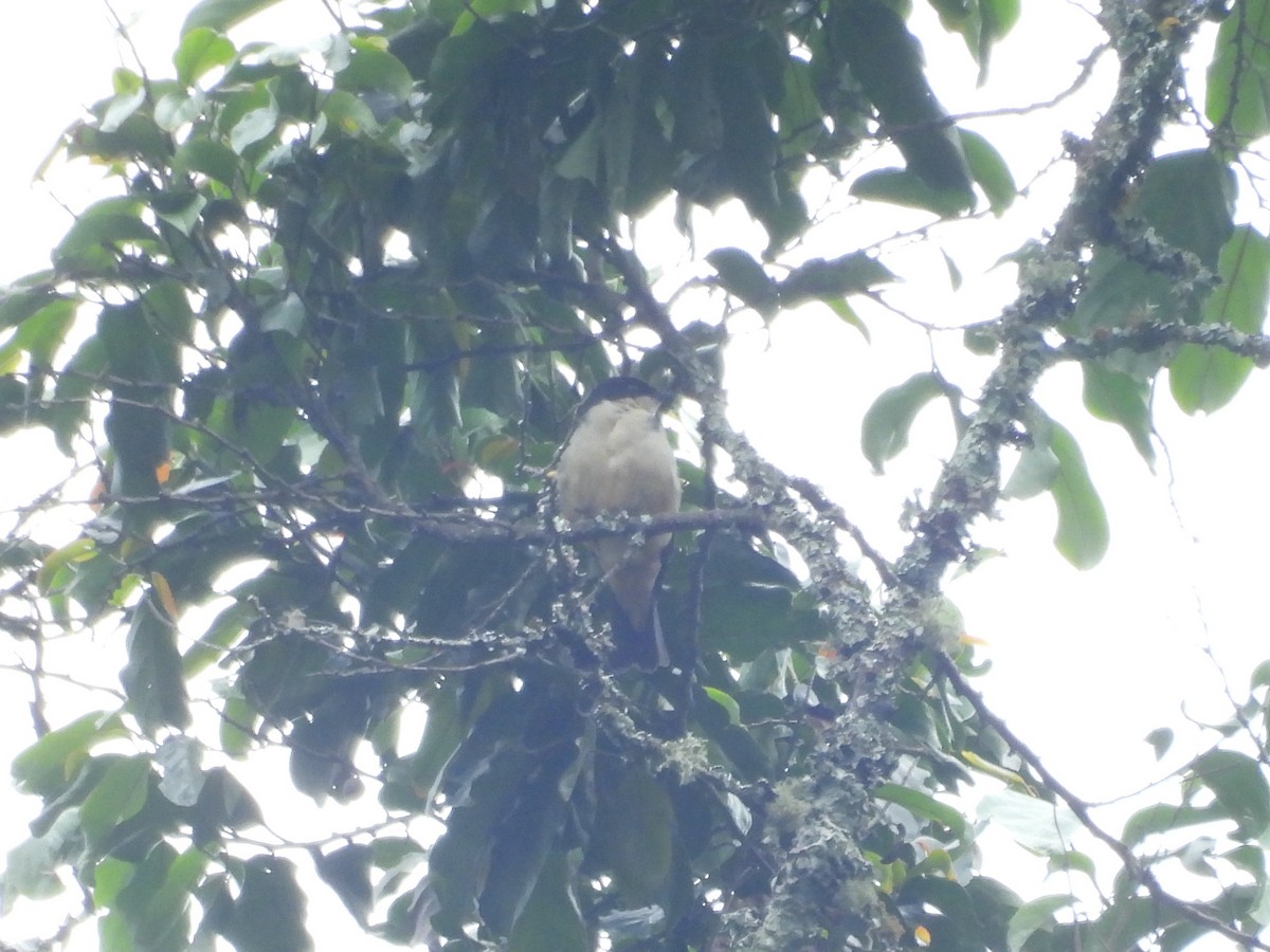 Sharpe's Starling - ML643817711