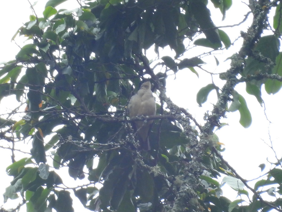 Sharpe's Starling - ML643817712