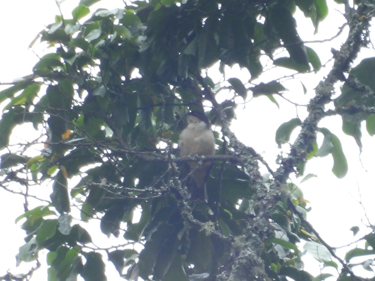 Sharpe's Starling - ML643817713