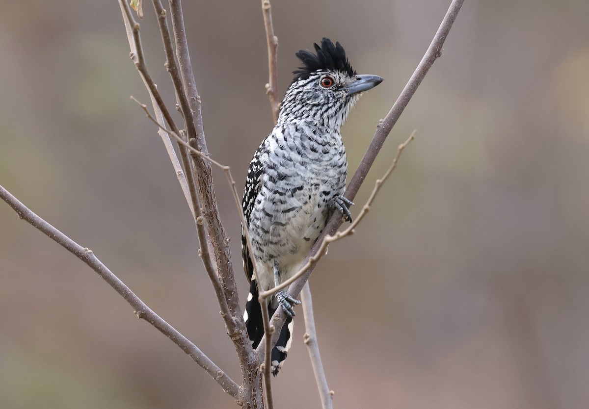 Bindenameisenwürger (capistratus) - ML643817720