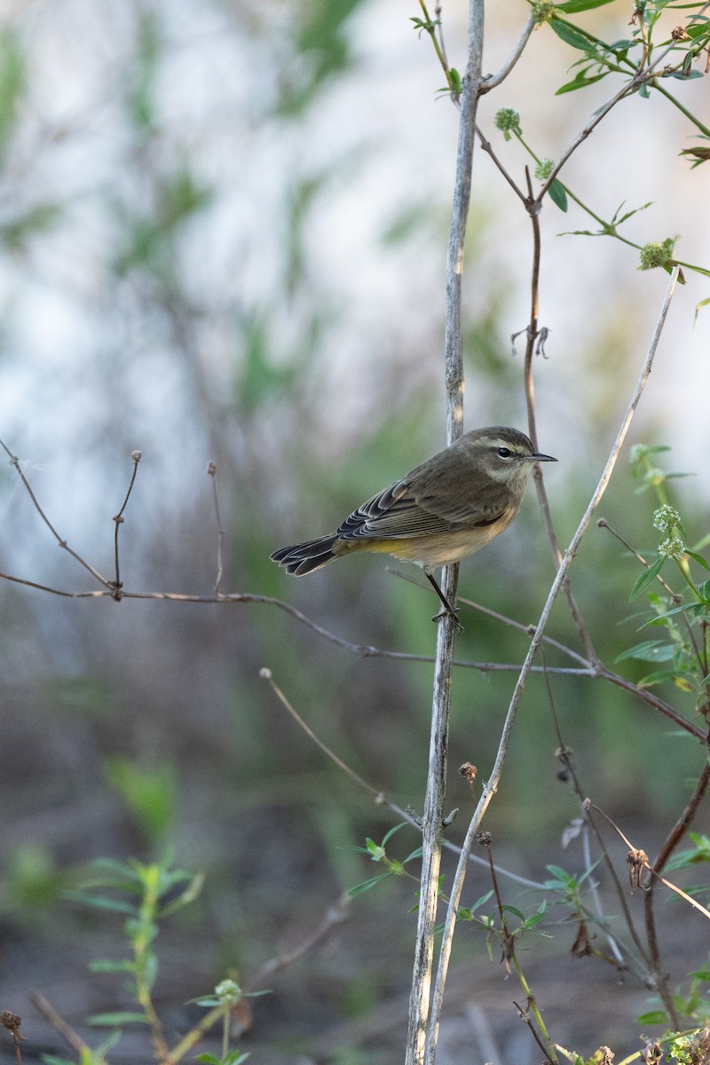Palm Warbler - ML643817732