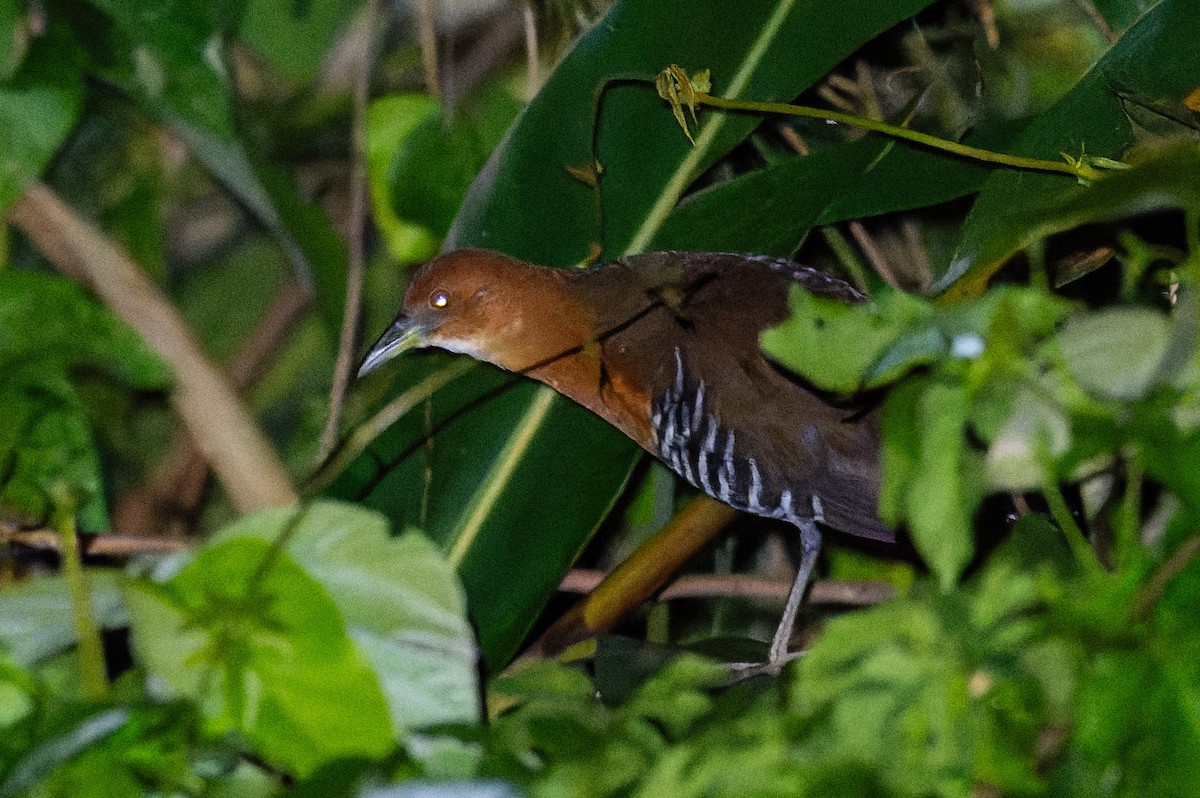 Slaty-legged Crake - ML643817734