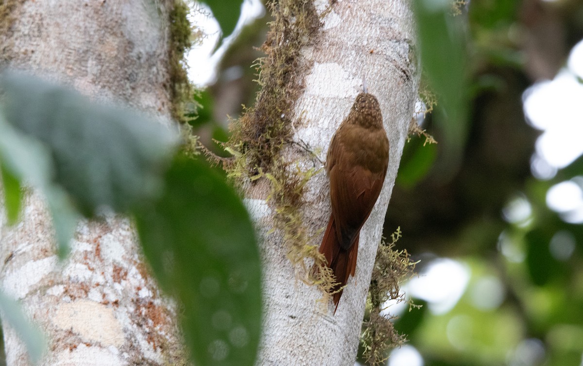 Montane Woodcreeper - ML643817736