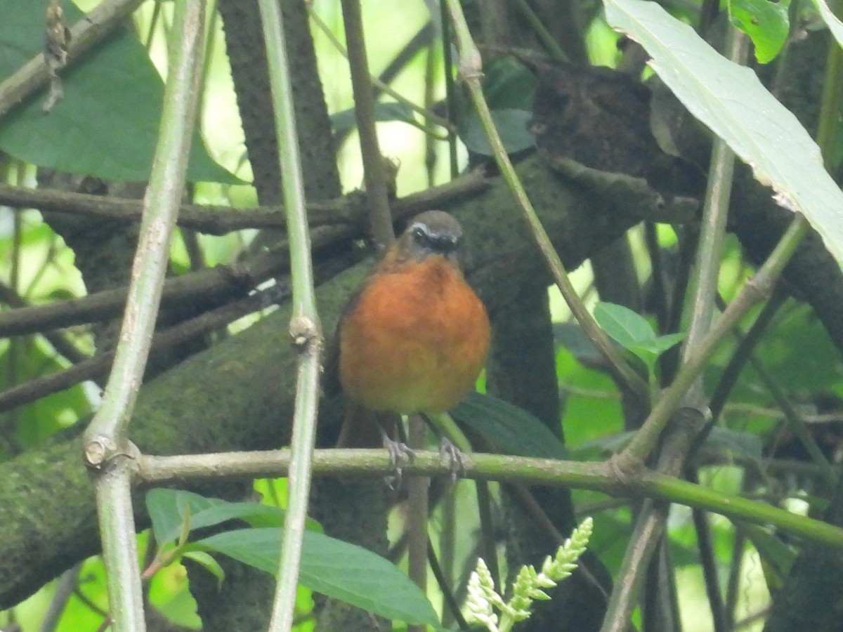 Archer's Robin-Chat (Archer's) - ML643817737