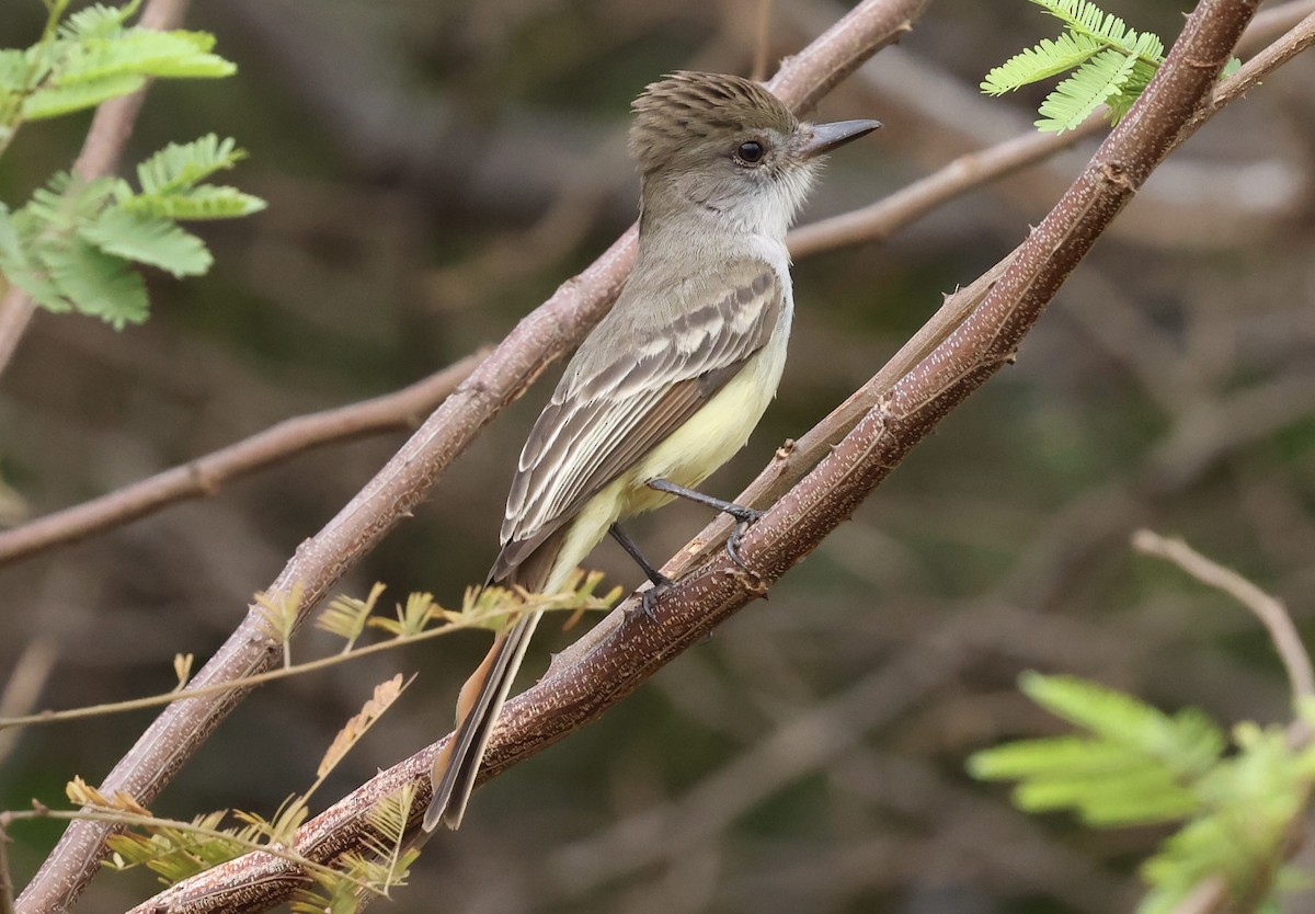 Brown-crested Flycatcher - ML643817744