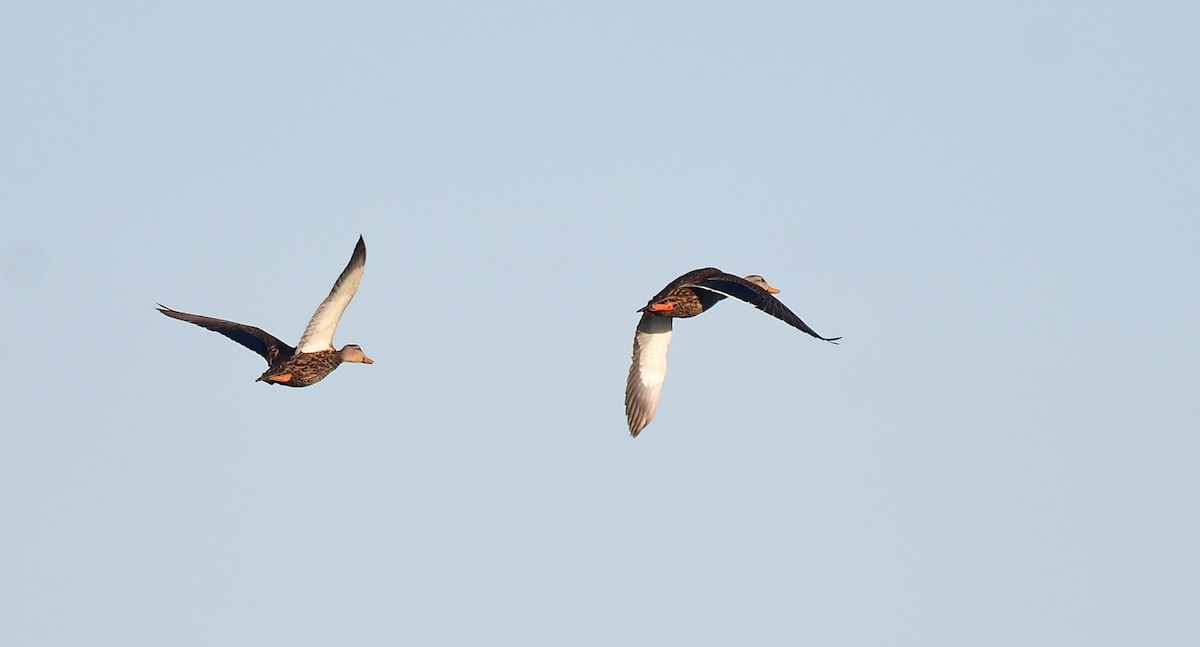 Canard brun - ML643817749
