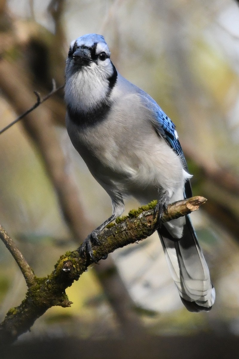 Geai bleu - ML643817751