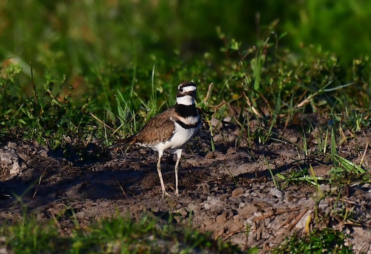 Killdeer - ML643817763