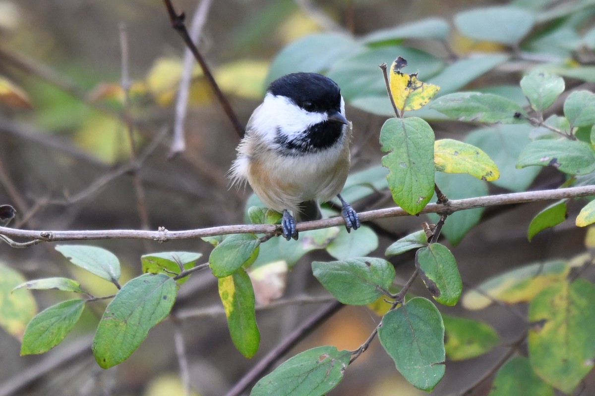 Black-capped Chickadee - ML643817768