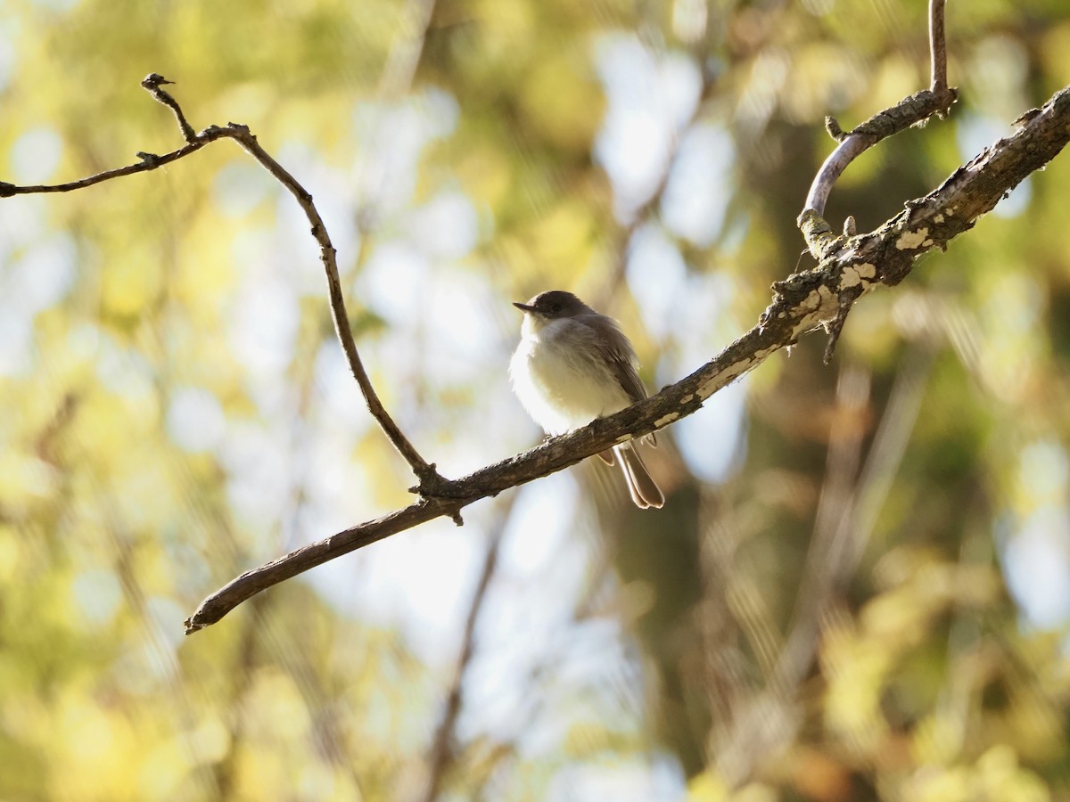 Eastern Phoebe - ML643817770