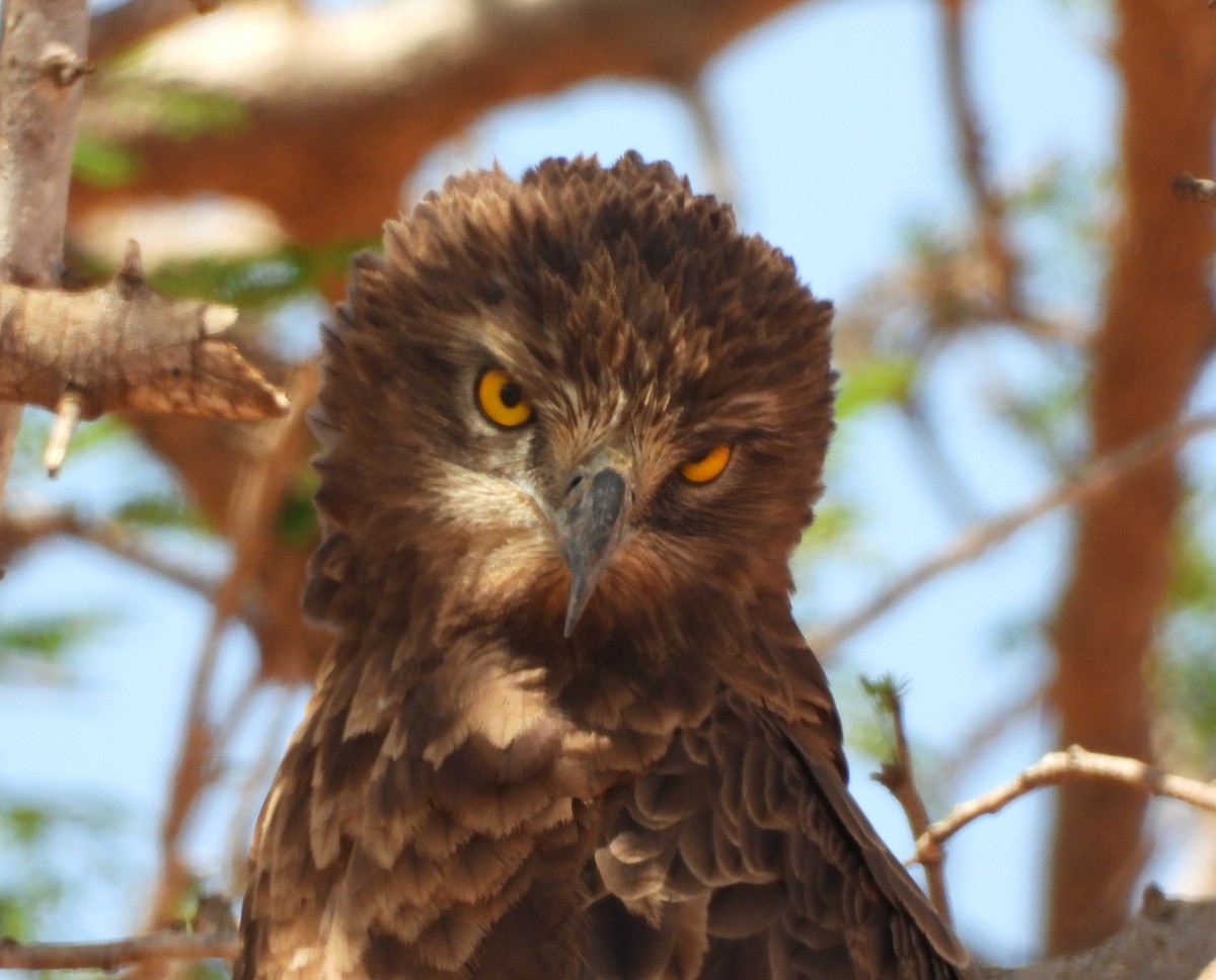 Brown Snake-Eagle - ML643817781