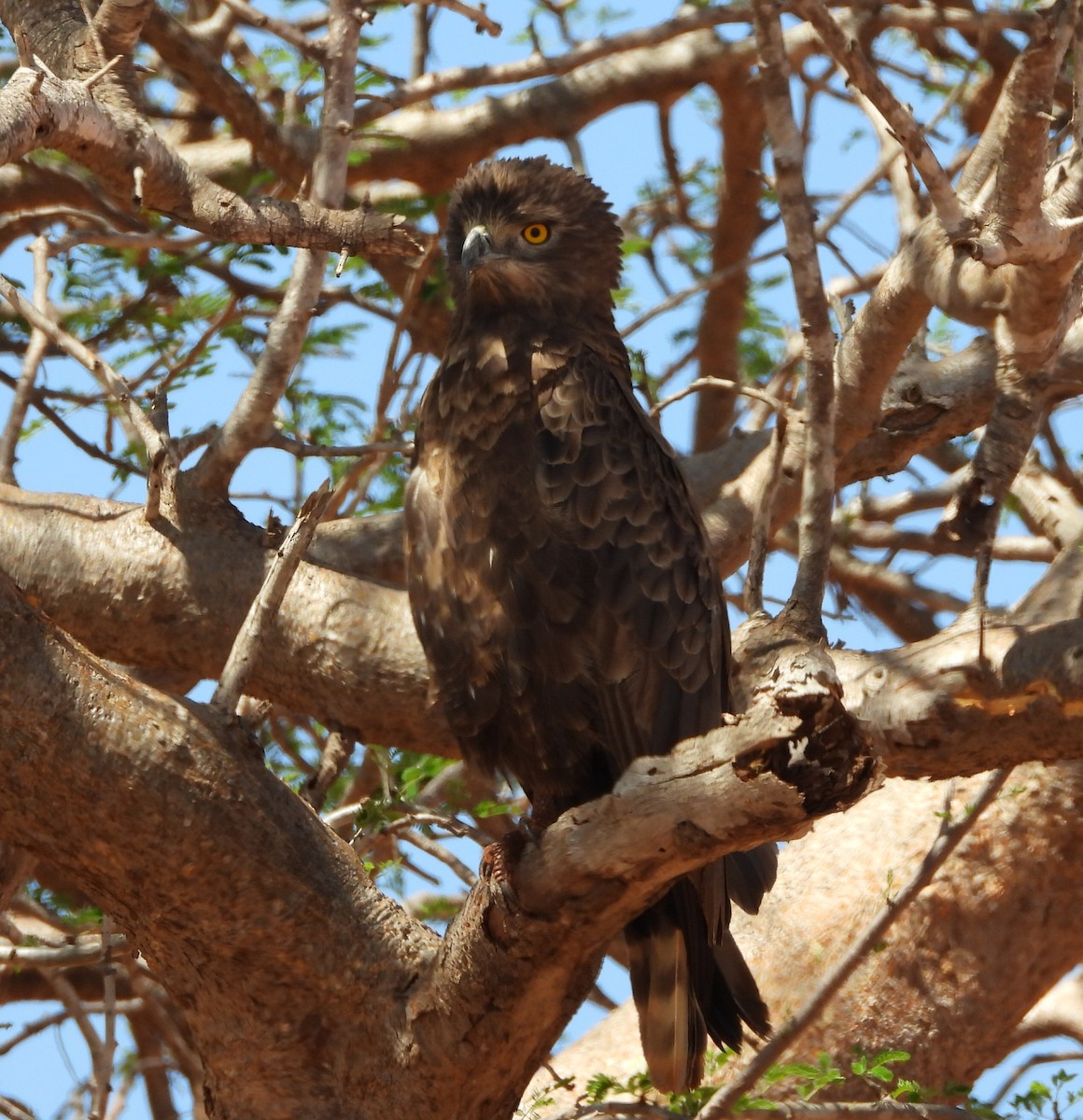 Brown Snake-Eagle - ML643817784