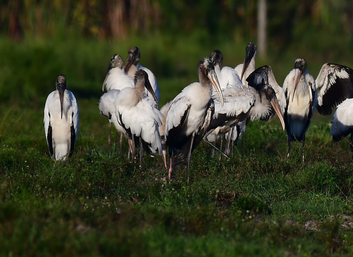 Wood Stork - ML643817785
