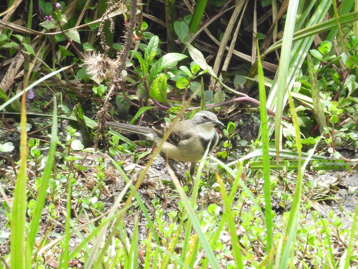 Cape Wagtail - ML643817787